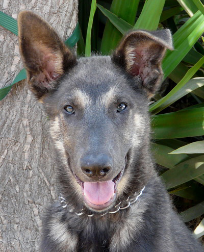 Blue powder discount german shepherd